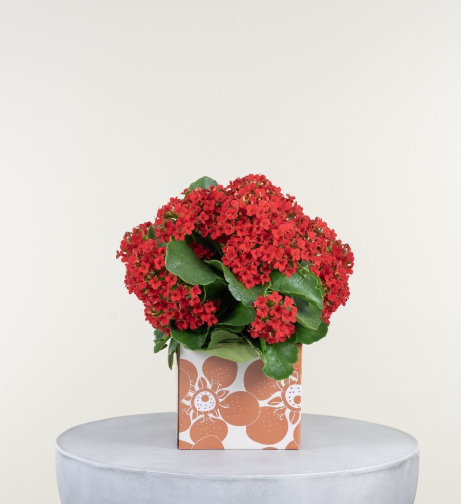 Indoor Flowering Plant