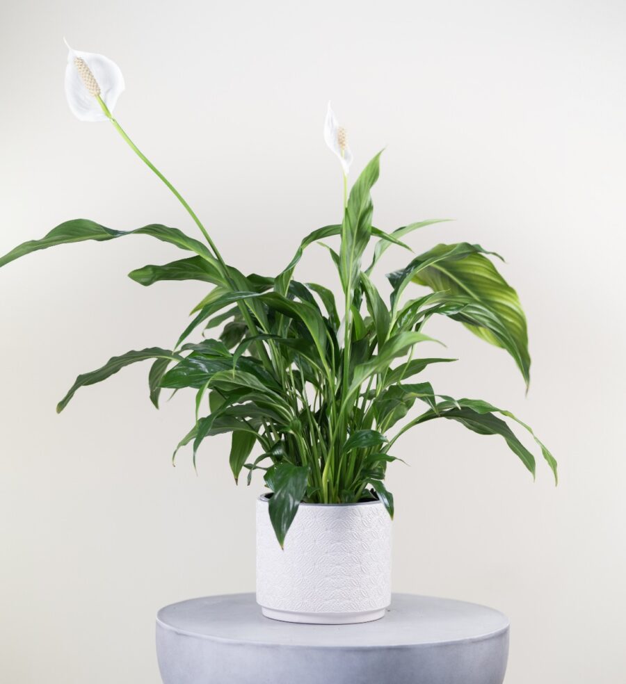 Peace Lily
