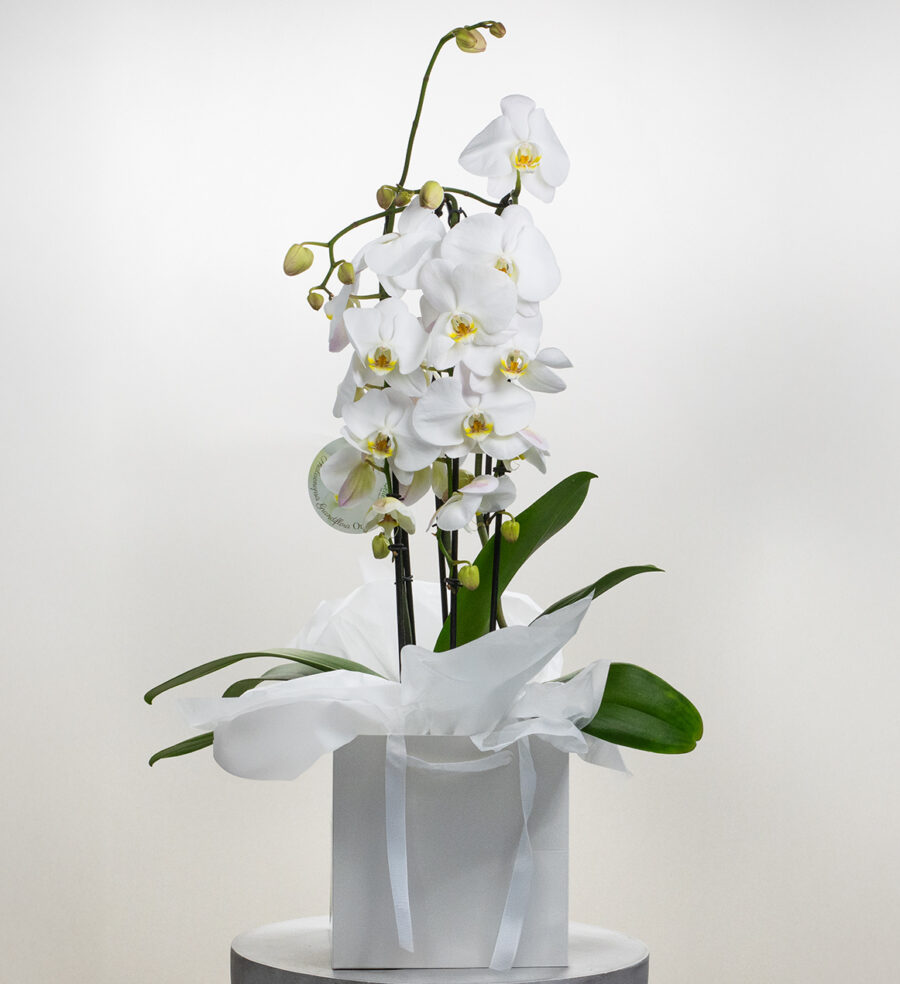 White Orchid Gift Bag