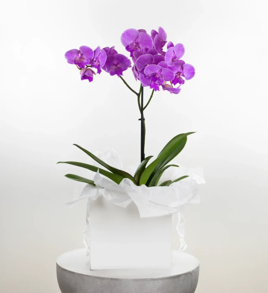 Phalaenopsis Orchid